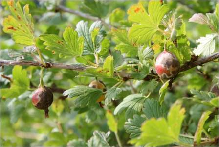 Зольный раствор — один из лучших способов борьбы с мучнистой росой