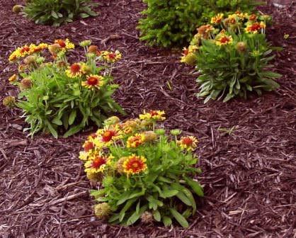 Мульчирование растений