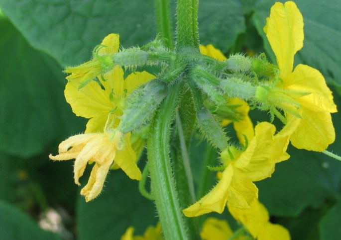 Огурец «Всем на зависть f1» – самоопыляемый сорт