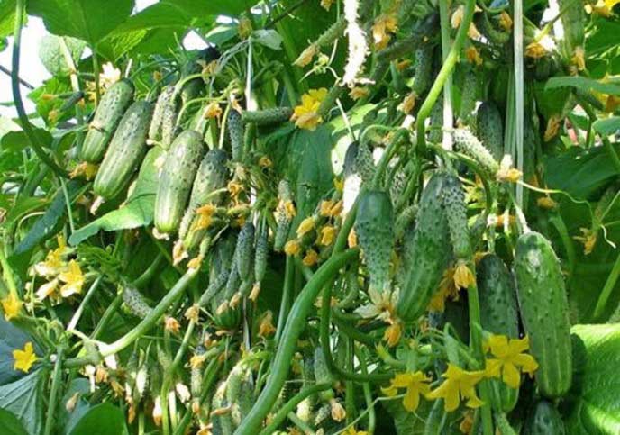 Огурцы «Всем на зависть» могут выращиваться как на грядах открытого грунта, так и в весенних теплицах