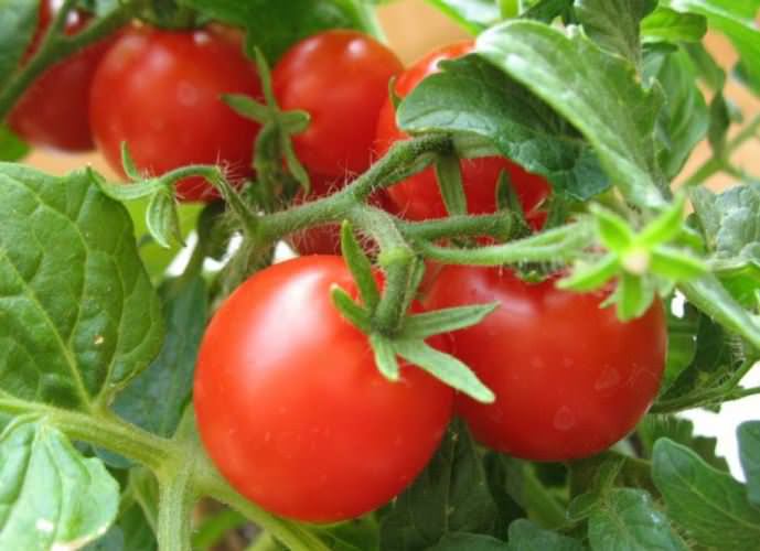 Выведены сорта и гибриды томатов, устойчивые к фитофтору