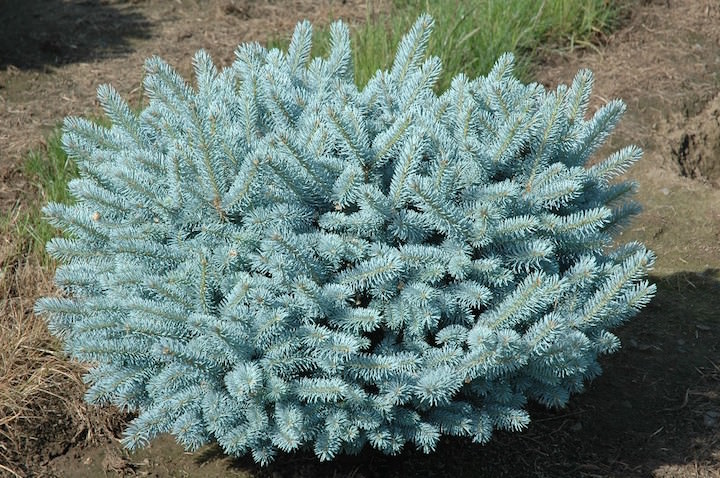 Обыкновенная голубая ель Glauca Globosa