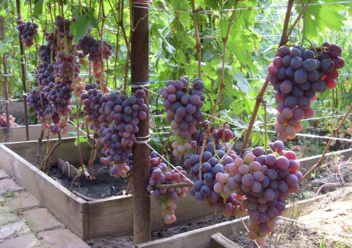 Сорт винограда Низина обладает высокой урожайностью с очень стабильными ежегодными показателями