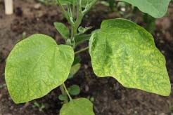 Желтизна баклажанной ботвы может быть обусловлена множеством причин