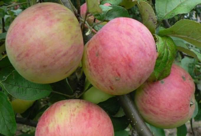 Плоды яблони сорта «Штрифель» имеют крупные размеры