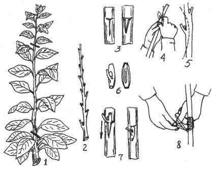 Прививка плодовых деревьев окулировкой