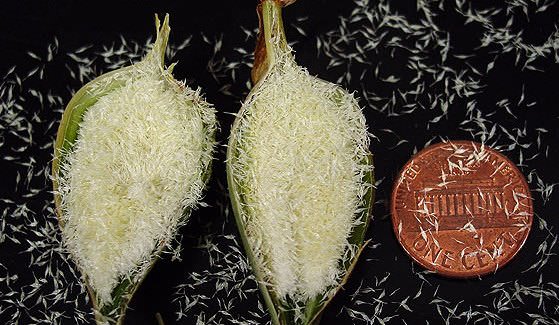  Для человеческого глаза семена орхидеи выглядят как пыль