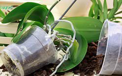 Наиболее частой ошибкой при пересадке является нарушение технологии процесса