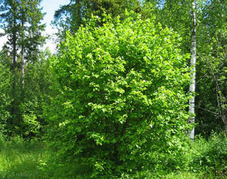 На плодоношение орешника серьезно влияет плохая погода и неправильное питание