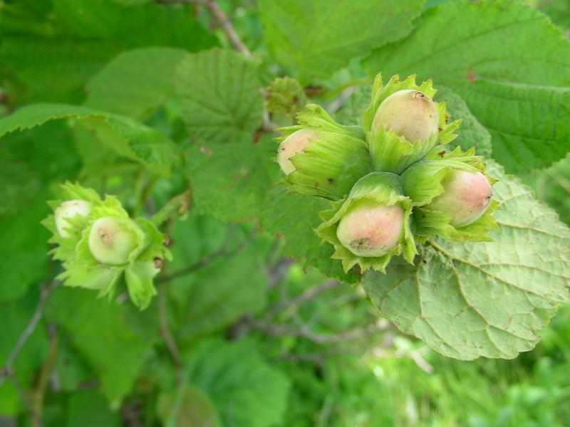 Зимнее перемерзание орешника негативно влияет на урожайность