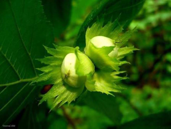 Если орешник на даче не плодоносит, этому может быть масса причин