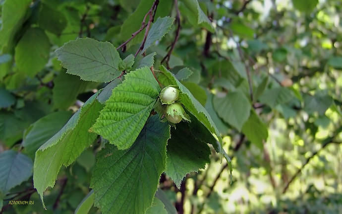 Только сильные и адаптированные саженцы дадут в будущем хороший урожай