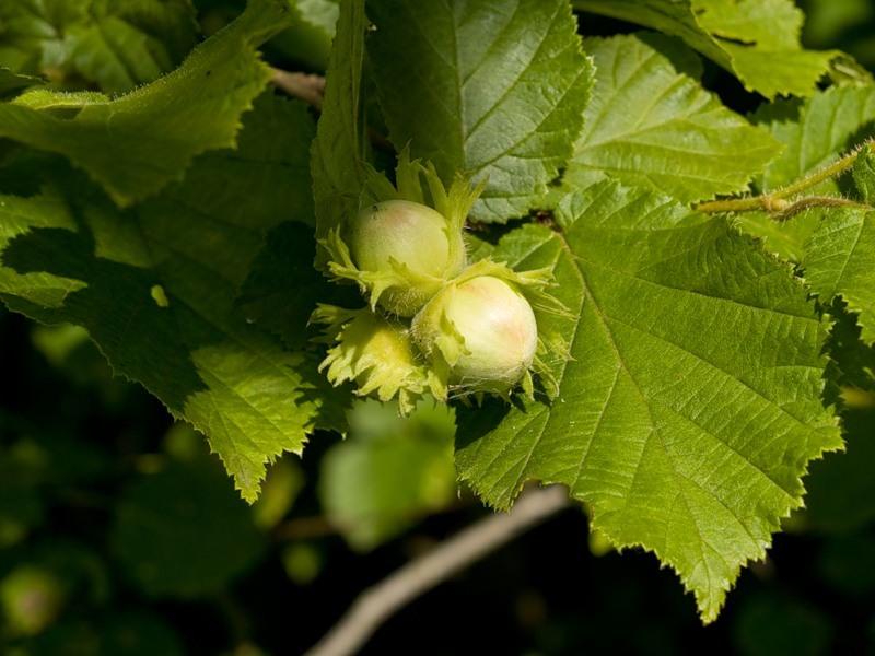 Лучше высаживать на даче сразу несколько сортов лещины