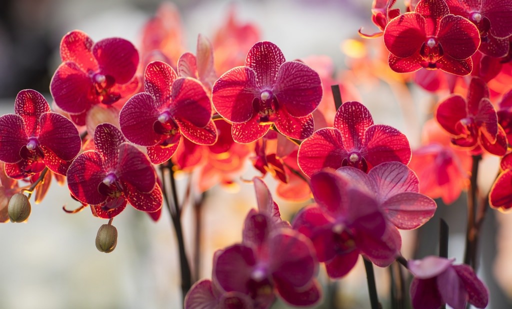 Технология выращивания орхидеи Фаленопсис в домашних условиях