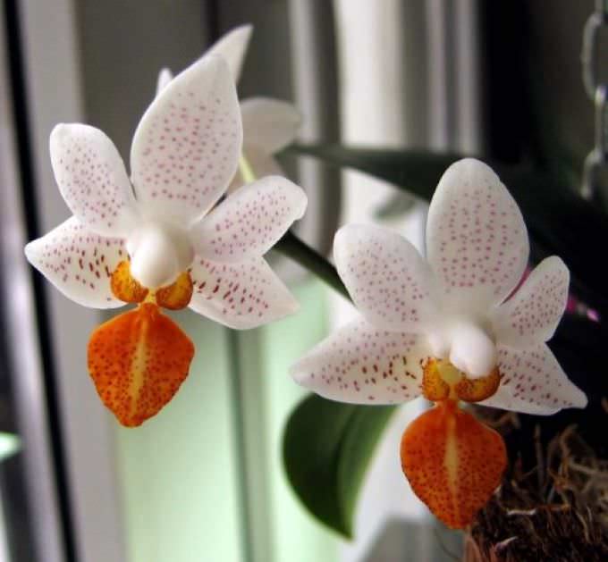 Технология выращивания орхидеи Фаленопсис в домашних условиях