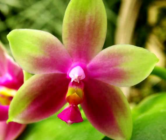 Технология выращивания орхидеи Фаленопсис в домашних условиях