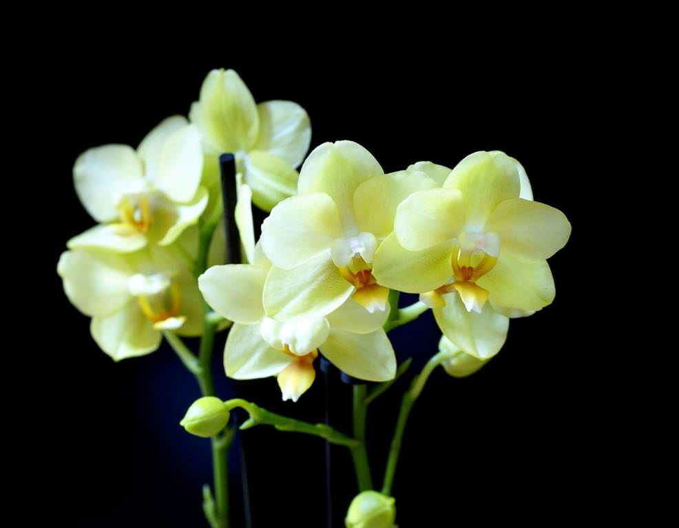 Технология выращивания орхидеи Фаленопсис в домашних условиях