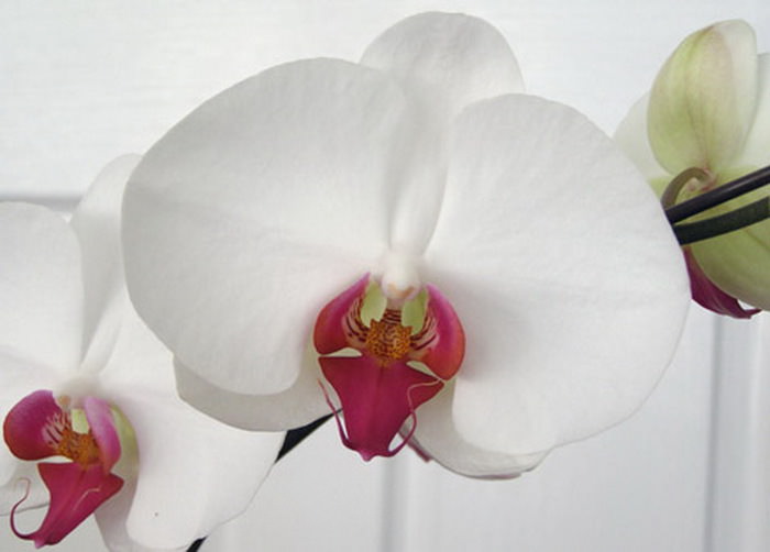 Орхидея отлично приспосабливается к условиям содержания