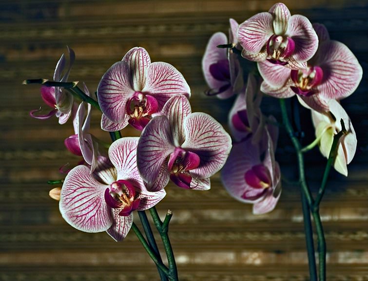 Выращиваем орхидеи самостоятельно