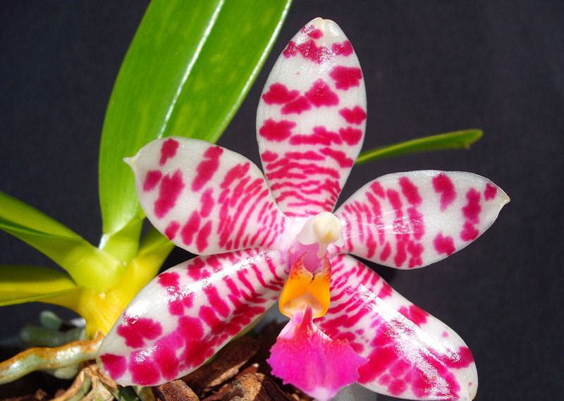 Выращиваем орхидеи самостоятельно