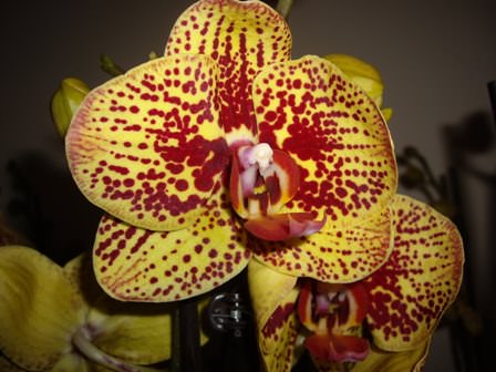 Выращиваем орхидеи самостоятельно