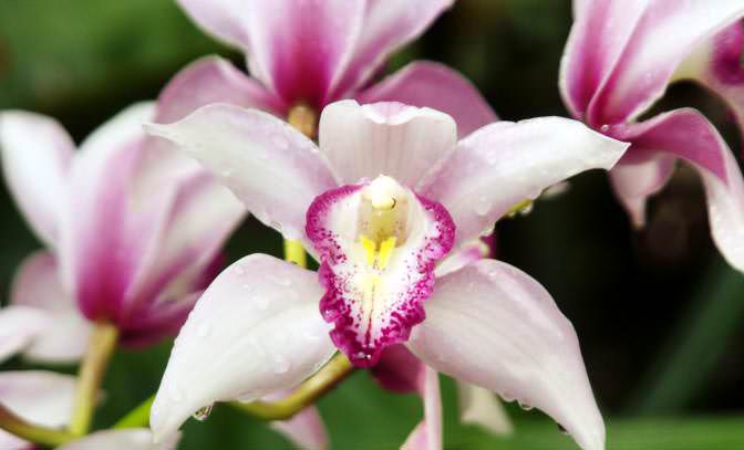 Цимбидиум замечательный – наземная орхидея, встретить которую можно во Вьетнаме, Китае или Таиланде