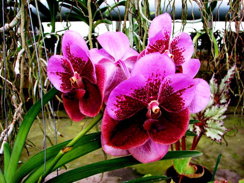 Капризная красавица Ванда: правила выращивания