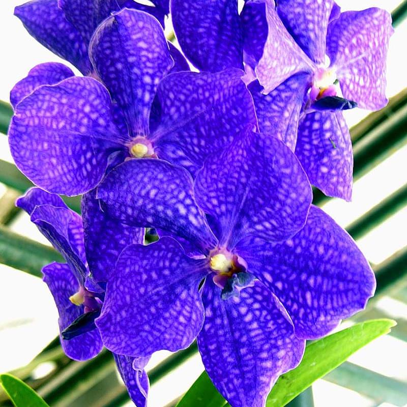 Капризная красавица Ванда: правила выращивания