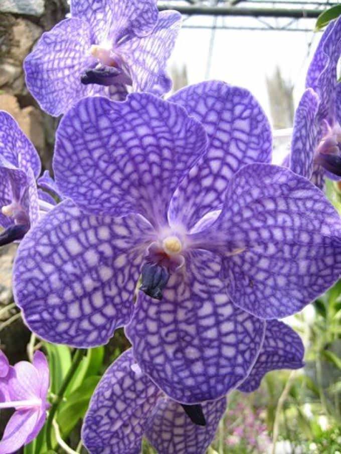 Капризная красавица Ванда: правила выращивания