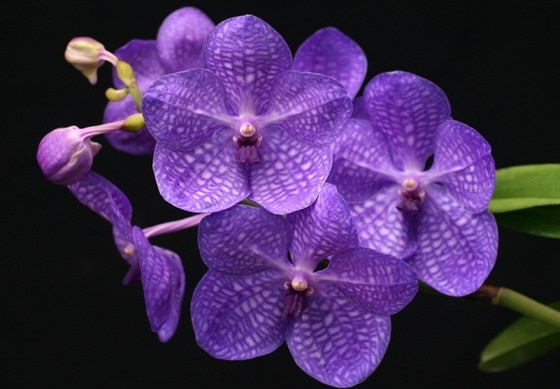 Капризная красавица Ванда: правила выращивания