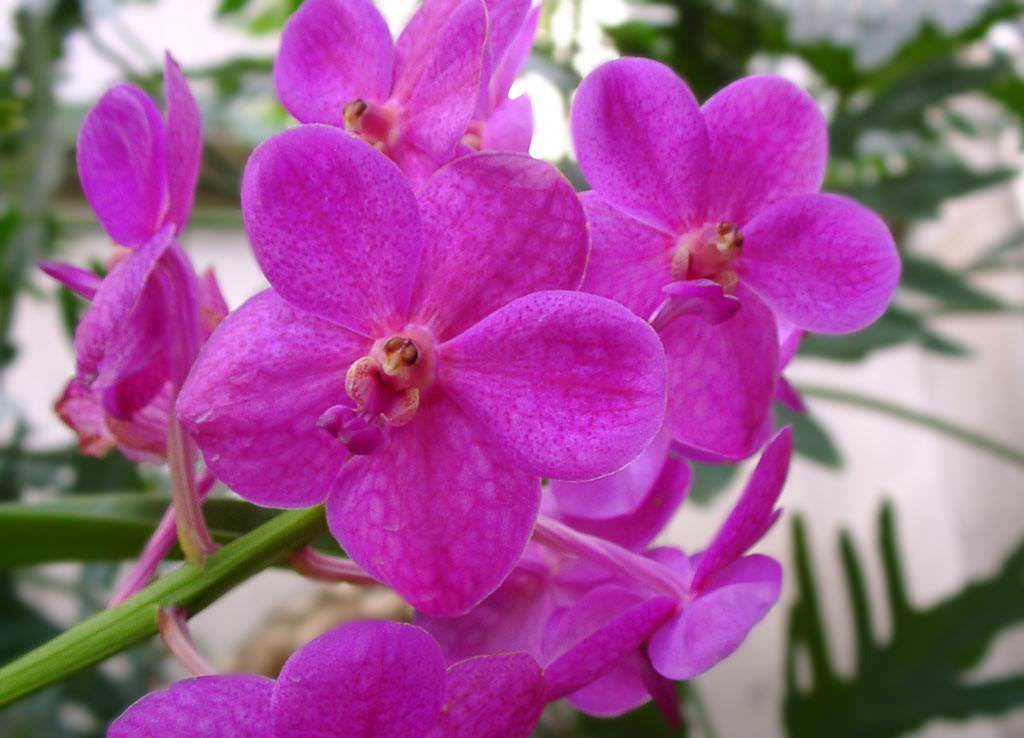 Капризная красавица Ванда: правила выращивания