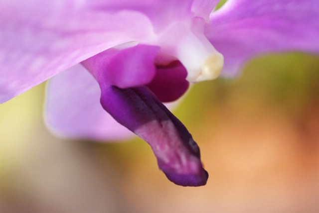 Капризная красавица Ванда: правила выращивания