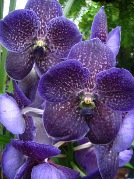 Капризная красавица Ванда: правила выращивания