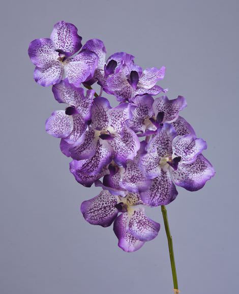 Капризная красавица Ванда: правила выращивания