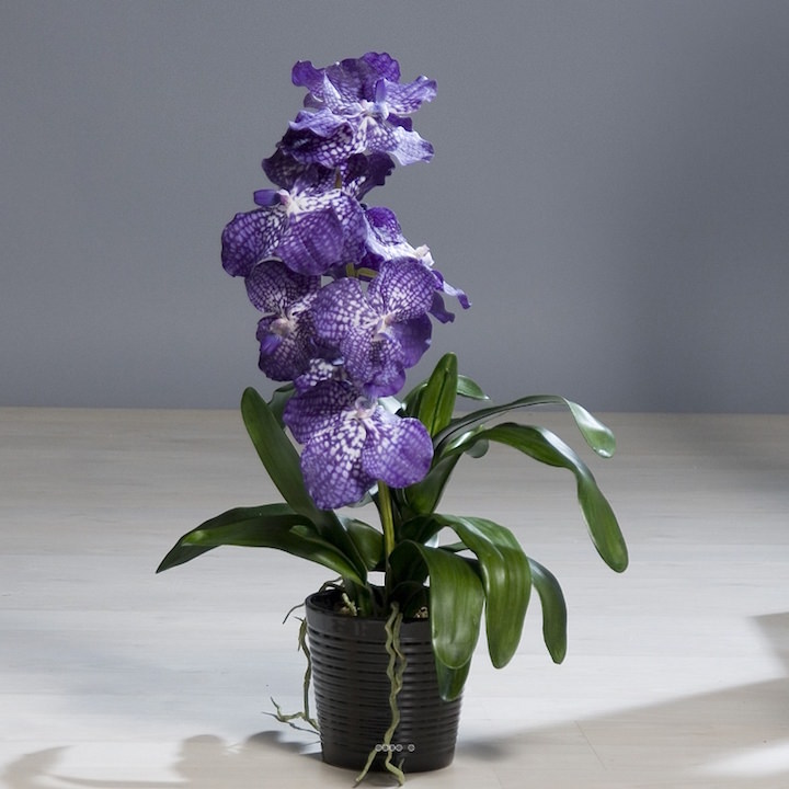 Капризная красавица Ванда: правила выращивания