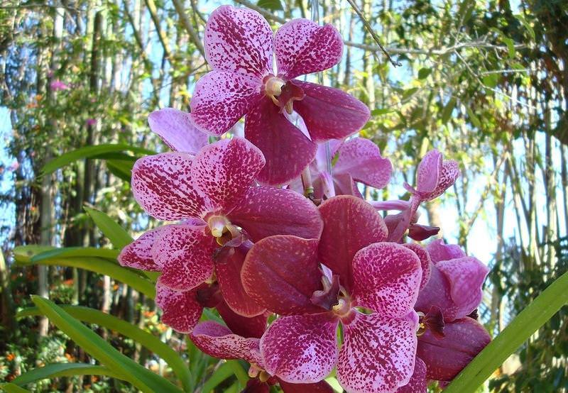 Капризная красавица Ванда: правила выращивания