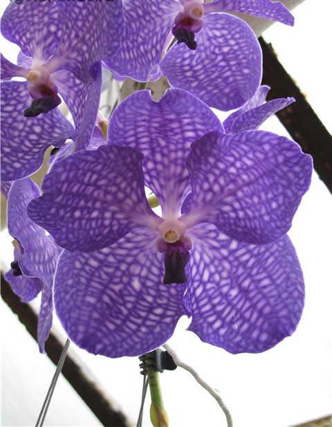 Капризная красавица Ванда: правила выращивания