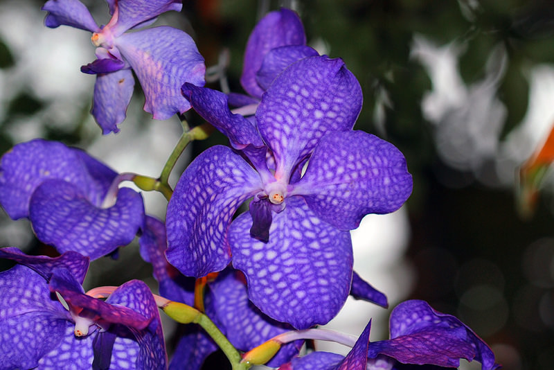 Капризная красавица Ванда: правила выращивания