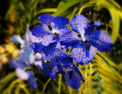 Капризная красавица Ванда: правила выращивания