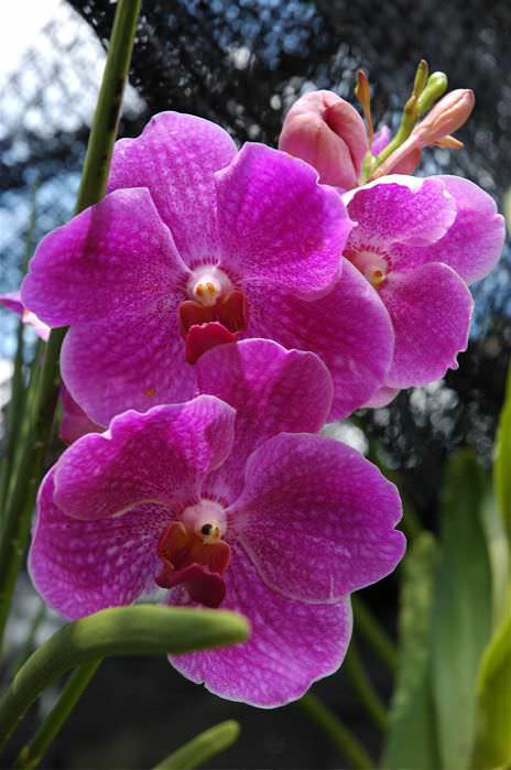 Капризная красавица Ванда: правила выращивания