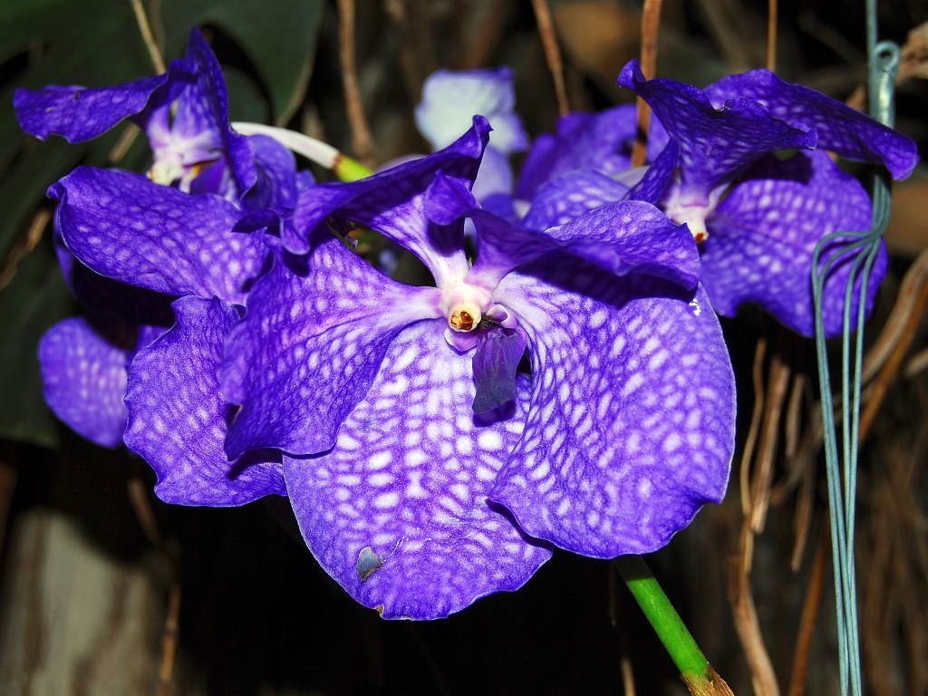 Капризная красавица Ванда: правила выращивания