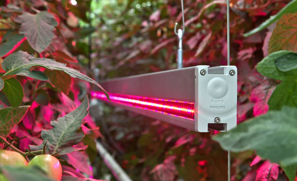 Каким должно быть освещение для растений в теплице