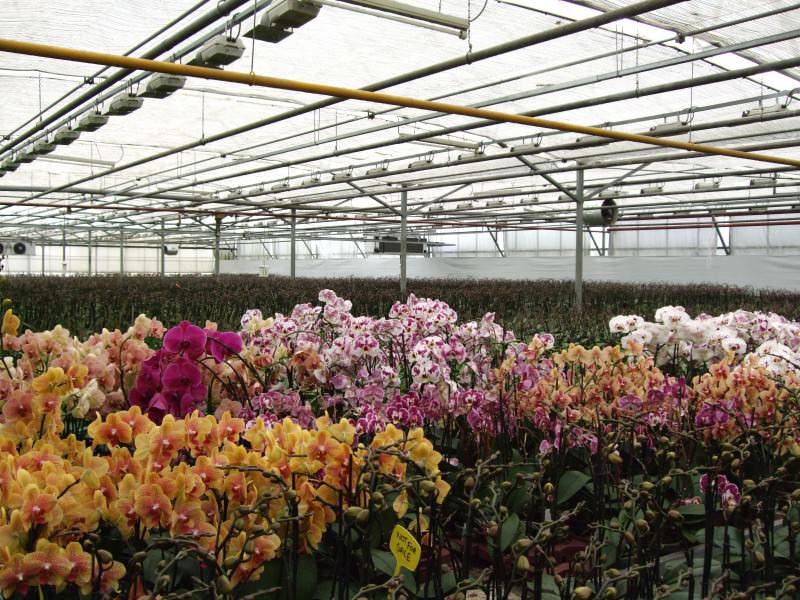 Каким должно быть освещение для растений в теплице