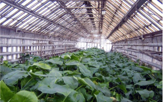Каким должно быть освещение для растений в теплице