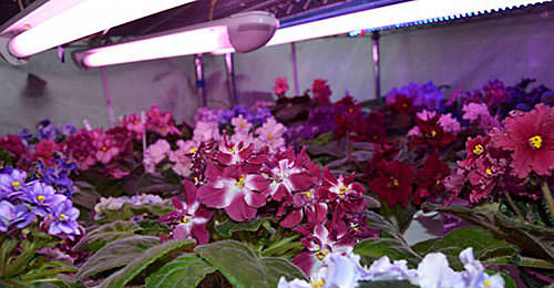 Каким должно быть освещение для растений в теплице