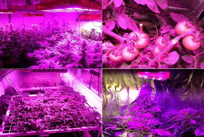 Каким должно быть освещение для растений в теплице