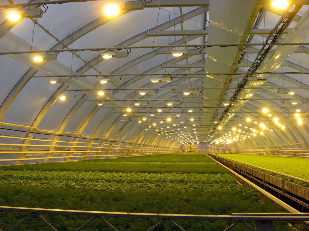 Каким должно быть освещение для растений в теплице