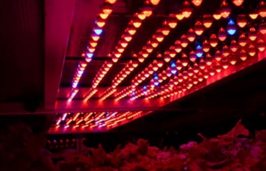 Каким должно быть освещение для растений в теплице