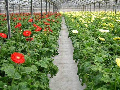 Каким должно быть освещение для растений в теплице