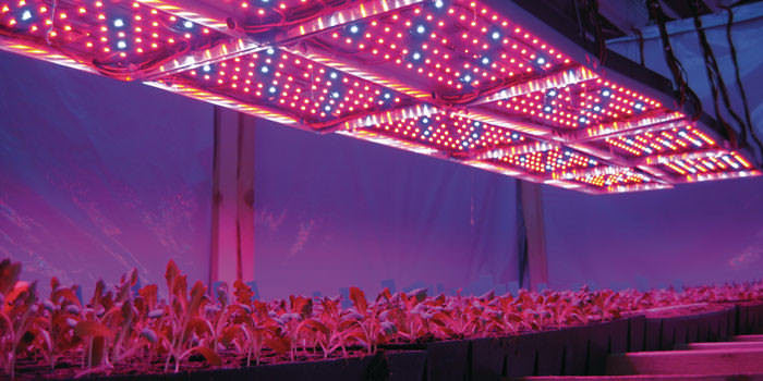 Чтобы процесс фотосинтеза запустился, необходима световая энергия